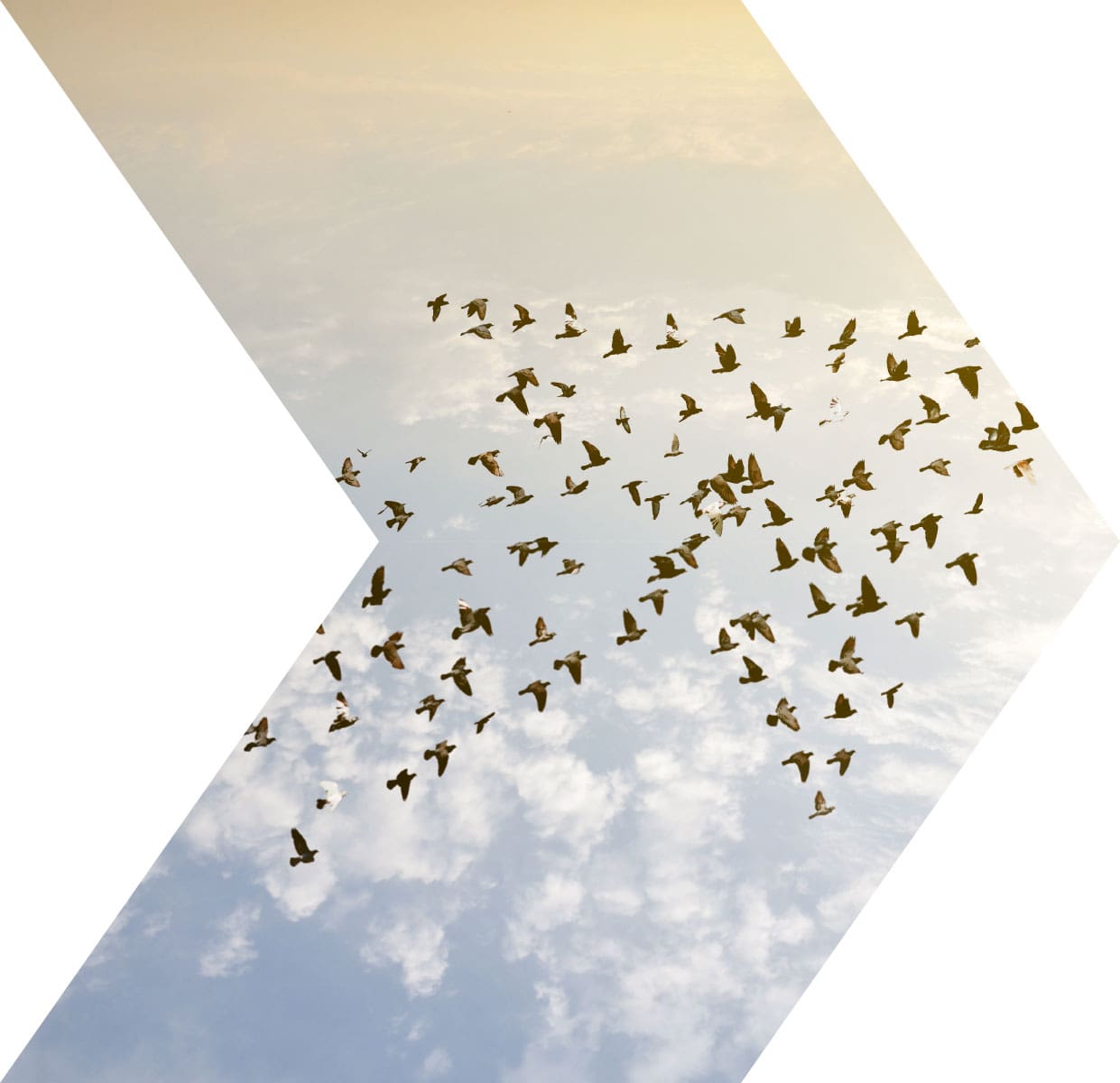 About Murphy Collins Limited